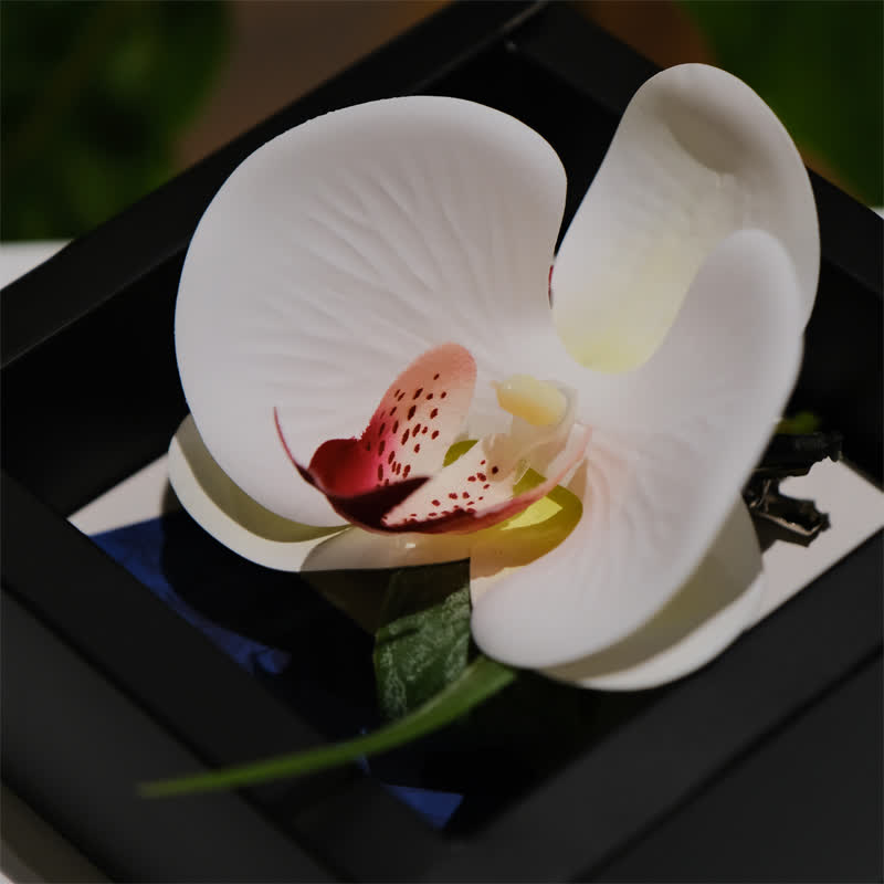 Lot de 3 mouchoirs et nœuds papillon blancs Phalaenopsis pour homme